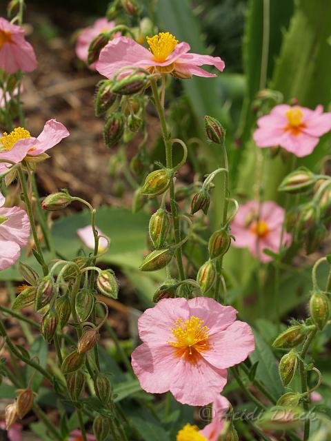 Helianthemum Lawrensons Pink.JPG